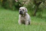 CANE CORSO 1035
